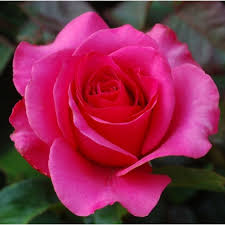 rose pink plant india at