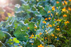 Vegetable Garden