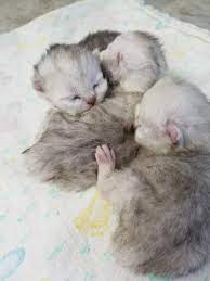 Persian kittens for sale doll face and baby doll face with the sweetest temperaments. Tiny Tots Birth Beyond Newborn Baby Kittens Newborn Kittenspersian Himalayan Kittens For Sale In A Rainbow Of Colors In Business For 32 Years