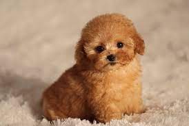 teacup poodle a complete guide to