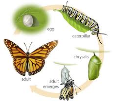Butterfly Life Cycle Drawing At Getdrawings Com Free For