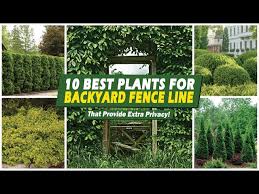 10 Best Plants For Backyard Fence Line