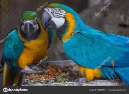 blue yellow macaw birds eating fruits