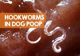 what do hookworms look like in dog