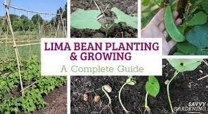 lima beans planting and growing tips