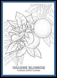 Hundreds of free spring coloring pages that will keep children busy for hours. Florida State Flower Coloring Page Usa Facts For Kids