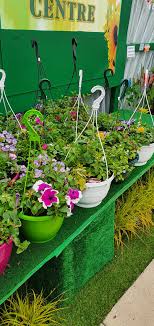 Planted Hanging Baskets Mices