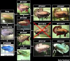 Betta Fish Fry Growth Chart Best Picture Of Chart Anyimage Org