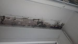 Indoor Mold Wikipedia