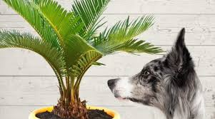 Common Household Plants Toxic To Pets