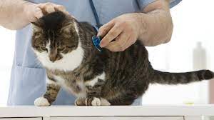 particles in the urine in cats petmd