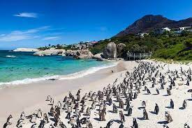 G R Penguins Picture Of Garden Route