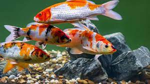 5 facts about koi fish petmd