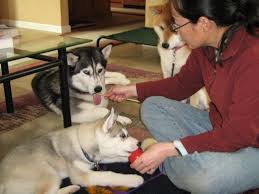 With dedicated training (and some pro tips), you will be. How I Trained My Husky Puppy
