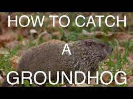 How to bait a woodchuck trap. How To Catch A Groundhog Foothold Youtube