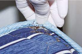 Bed Bug Infestation On A Mattress