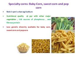 They can be eaten raw and the entire tiny ear of the corn is edible. Techniques Of Maize Baby Corn And Sweet Corn Seed Production Ppt Video Online Download