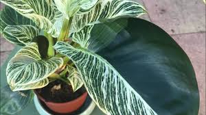 Unlike most of its cousins, this philodendron doesn't climb but rather grows new foliage from a single stalk at its base! Reverting Variegated Philodendron Birkin Look At These Huges Ones Youtube