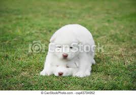 Looking for slow life with seniors or someone. Little White Siberian Husky Puppy Lying On Green Grass Cute Little White Siberian Husky Puppies Lying On Green Grass Canstock