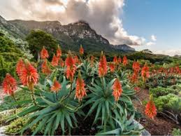 South African Gardening Style Tips
