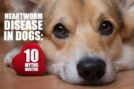 heartworm disease in dogs the 10