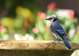 learn how to attract birds to your yard