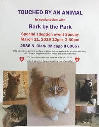 It is important that the pet is accepted by the entire. Special Cat Adoption Event This Sunday Animal Medical Center Of Chicago Facebook