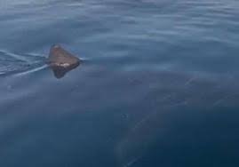 large basking shark in malaga bay