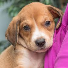 Get healthy pups from responsible and professional breeders at puppyspot. Mountain Cur 101 The Perfect Dog For The Adventurous And Outdoor Enthusiast K9 Web