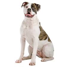 Dog Breeds Information Pictures Of All Types Of Dogs