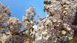 What is its scientific and common names? Bartenders Guide To Foraging Cherry Blossom