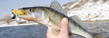 Tips For Hooking Walleye Kinns Sport