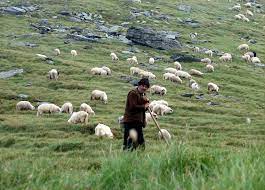 羊飼い - Wikipedia