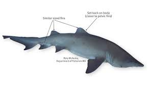 sharks rays and sawfish identification