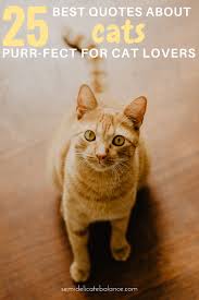 Explore our collection of motivational and famous quotes by authors you know and love. 25 Purr Fect Quotes About Cats For Any Cat Lover
