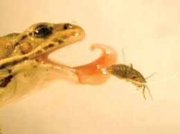 I am assuming that you are catching frogs for food. Frog Spit Behaves Like Bug Catching Ketchup Scientific American