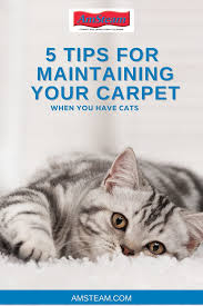 your carpet when you have cats