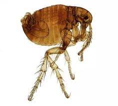 signs of fleas smash d em pest control
