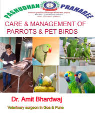 management of parrots pet birds