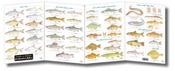 Field Guide British Freshwater Fishes