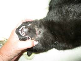 what is rodent ulcer in cats causes