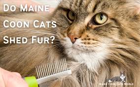 do maine cats shed the truth