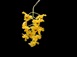 yellow flower with black background hd