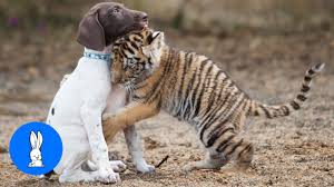 cute baby tiger cubs playing cutest