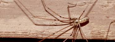 Common Types Of California Spiders Western Exterminator
