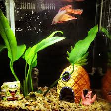 Check spelling or type a new query. 7 Awesome Betta Fish Toys Decor To Keep Them Happy