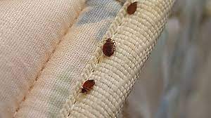 how to avoid bed bugs when you travel