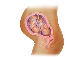 Twins Fetal Development Month By Month Babycenter