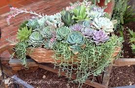 How To Care For Succulents Ultimate
