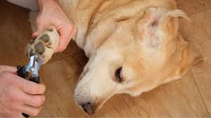 dog nail too short infection